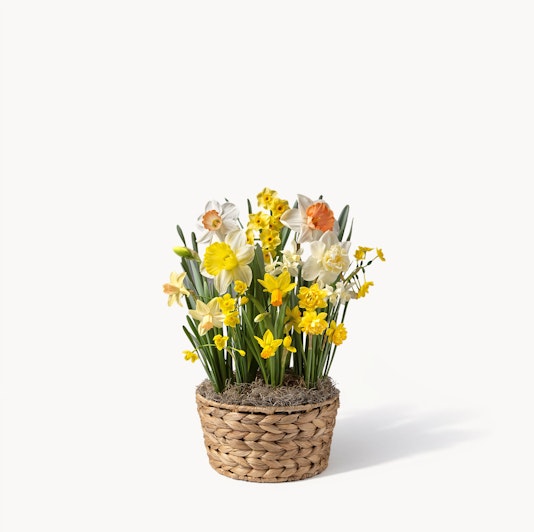 Charming arrangement of yellow and white daffodils in a woven basket, perfect for spring decor.