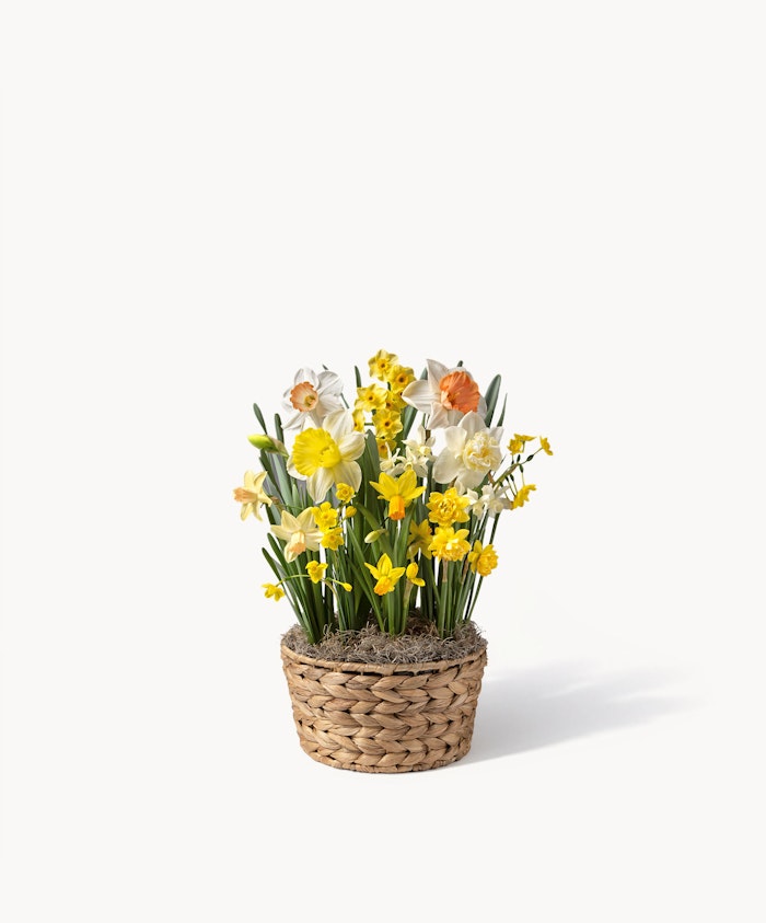 Charming arrangement of yellow and white daffodils in a woven basket, perfect for spring decor.