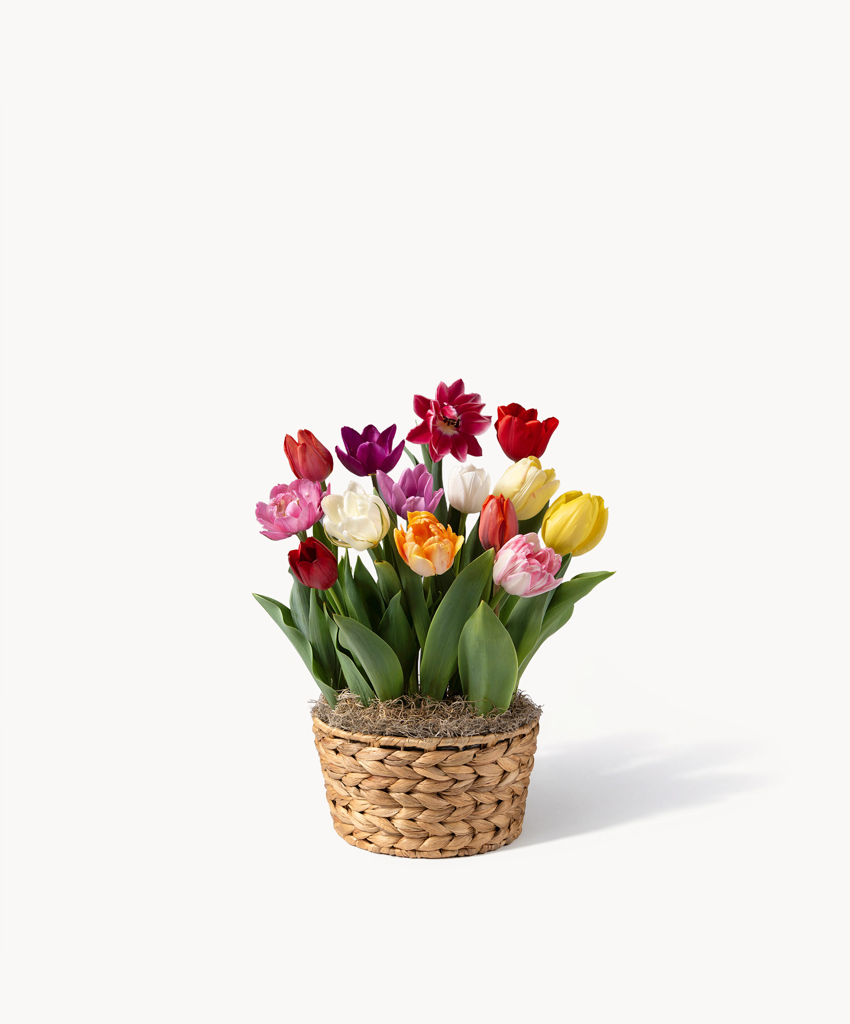Vibrant mixed tulip arrangement in a woven basket, perfect for spring décor.