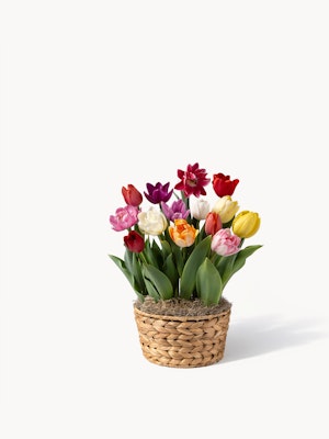 Vibrant mixed tulip arrangement in a woven basket, perfect for spring décor.