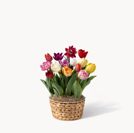 Vibrant mixed tulip arrangement in a woven basket, perfect for spring décor.