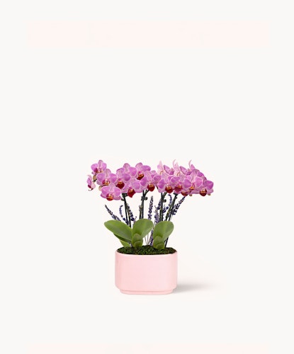 Elegant pink orchids in a pastel pot, showcasing vibrant blooms and lush foliage.