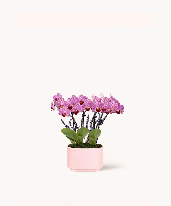 Elegant pink orchids in a pastel pot, showcasing vibrant blooms and lush foliage.