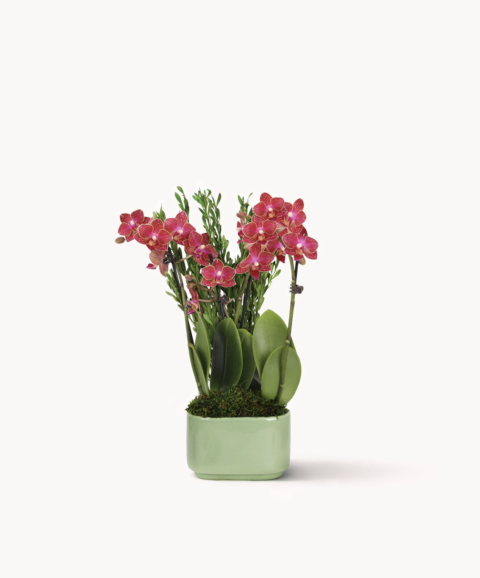 Vibrant pink orchids elegantly arranged in a modern green pot, perfect for home decor.