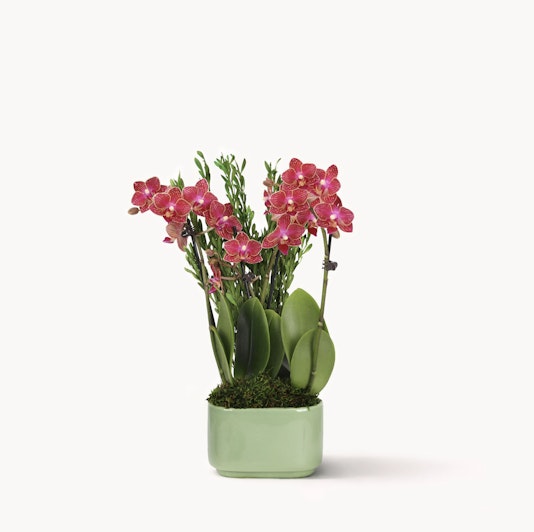 Vibrant pink orchids elegantly arranged in a modern green pot, perfect for home decor.