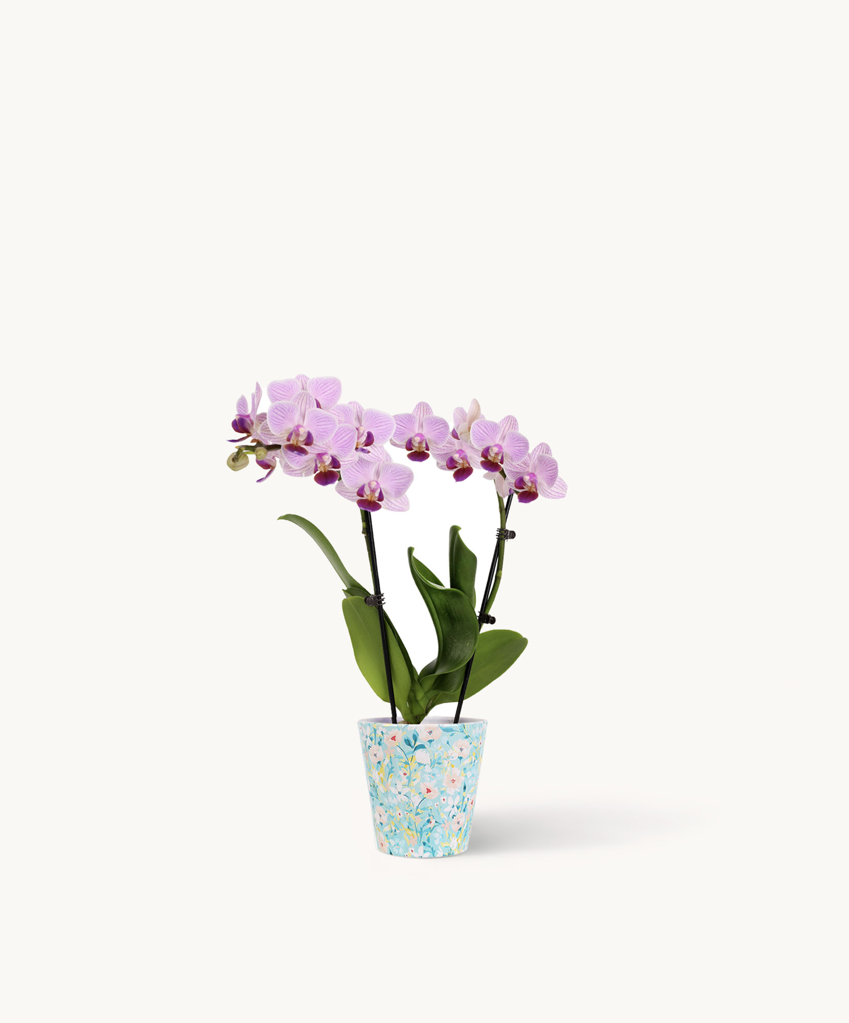Elegant purple orchids in a decorative blue pot, adding a touch of beauty to any space.