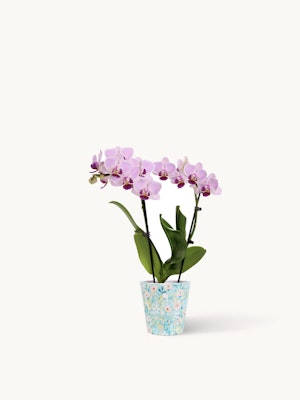 Elegant purple orchids in a decorative blue pot, adding a touch of beauty to any space.
