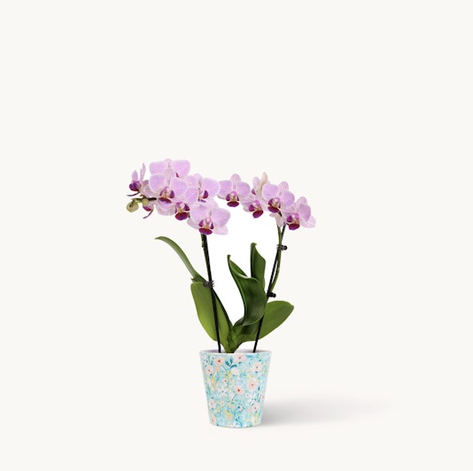 Elegant purple orchids in a decorative blue pot, adding a touch of beauty to any space.