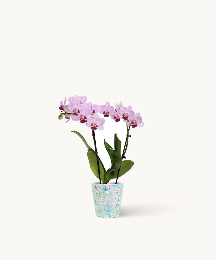 Elegant purple orchids in a decorative blue pot, adding a touch of beauty to any space.