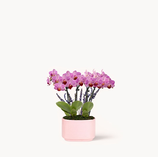 Elegant pink orchid arrangement in a modern pot, perfect for brightening any space.