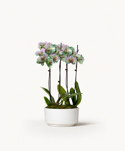 An elegant orchid arrangement with vibrant blooms in a stylish white pot.
