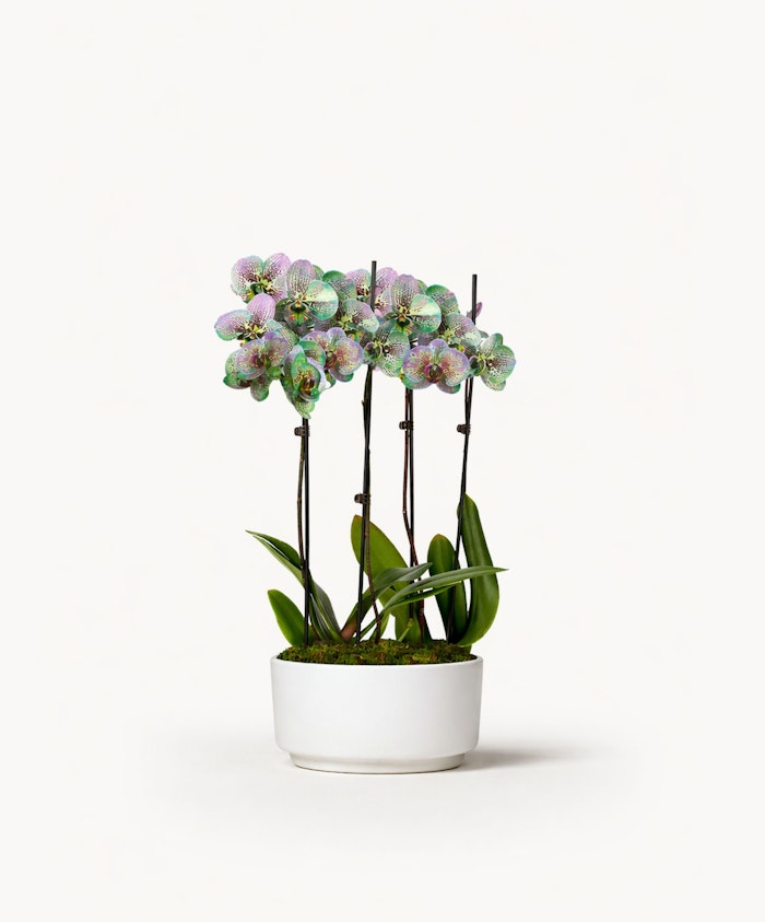 An elegant orchid arrangement with vibrant blooms in a stylish white pot.