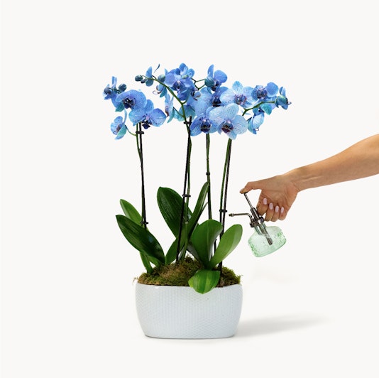 A vibrant blue orchid arrangement being misted, showcasing stunning floral elegance.