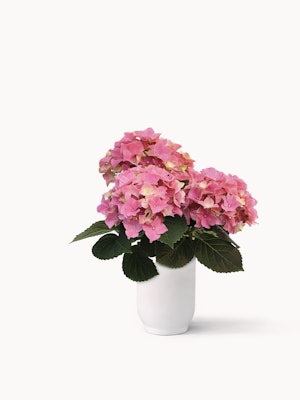 Vibrant pink hydrangeas in a sleek white vase, adding elegance to any decor.