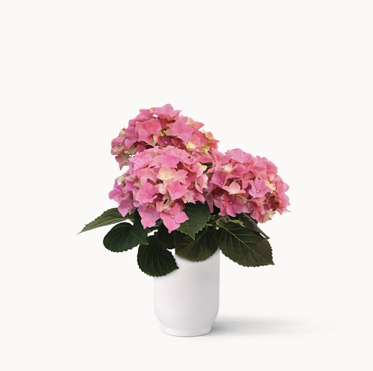 Vibrant pink hydrangeas in a sleek white vase, adding elegance to any decor.