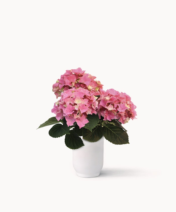 Vibrant pink hydrangeas in a sleek white vase, adding elegance to any decor.