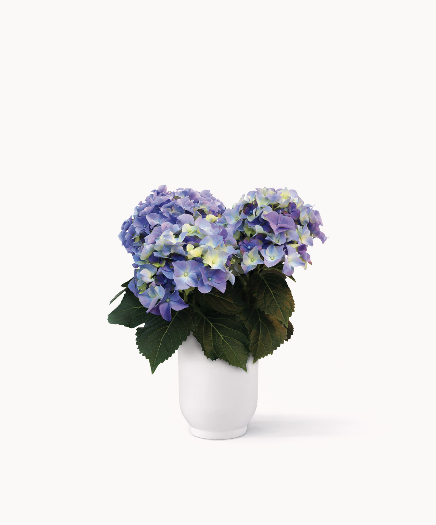 Elegant arrangement of blue hydrangeas in a simple white vase, showcasing natural beauty.