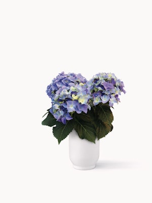 Elegant arrangement of blue hydrangeas in a simple white vase, showcasing natural beauty.