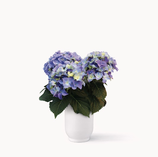 Elegant arrangement of blue hydrangeas in a simple white vase, showcasing natural beauty.