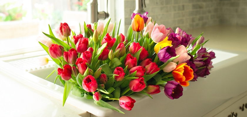 Vibrant mixed tulip bouquet in a kitchen sink, ready for a stunning floral display.