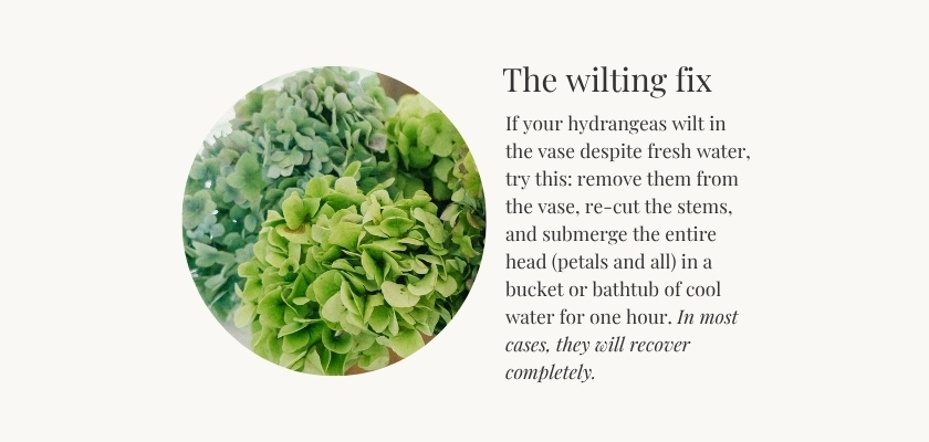 Hydrangeas tips for reviving wilted blooms: proper care for lasting freshness.