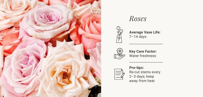 Delicate arrangement of pink and cream roses with care tips for longevity and freshness.
