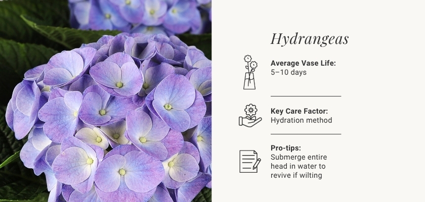 Beautiful cluster of hydrangeas in shades of blue and purple, perfect for floral arrangements.