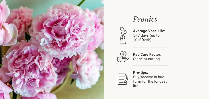 Beautiful pink peonies with care tips and vase life information displayed elegantly.