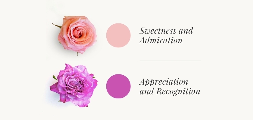 Soft pink rose symbolizing sweetness and admiration alongside a vibrant purple rose representing appreciation.