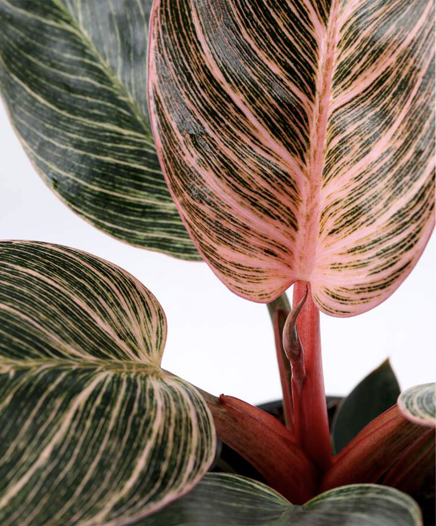 Pink Bikini Philodendron