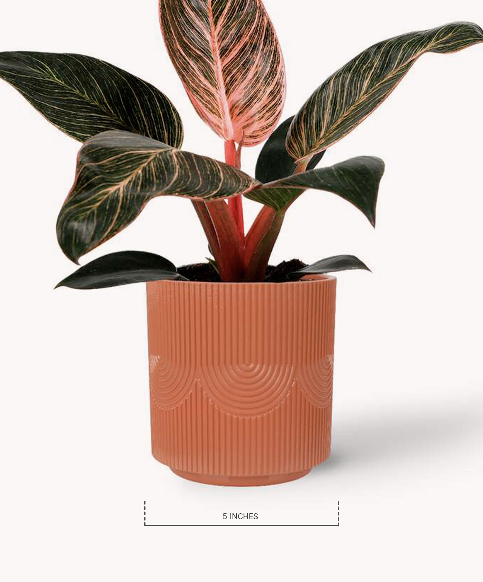 cat litter plants Plant Cat Litter Box  Meowden