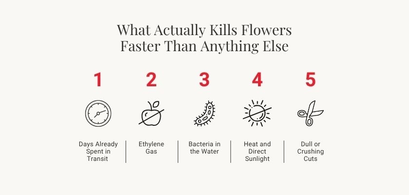 Infographic explaining factors that kill flowers, including ethylene gas and bacteria.