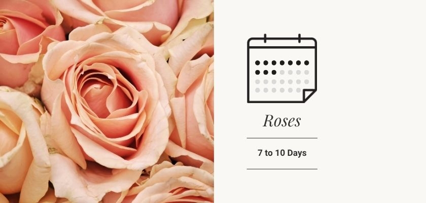 Fresh peach roses displayed elegantly, ideal for lasting beauty in any setting.