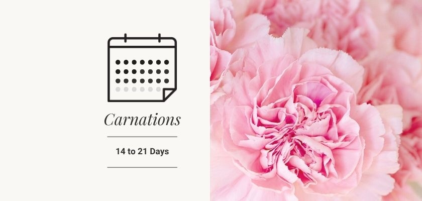 Delicate pink carnations with a calendar graphic, symbolizing long-lasting beauty.