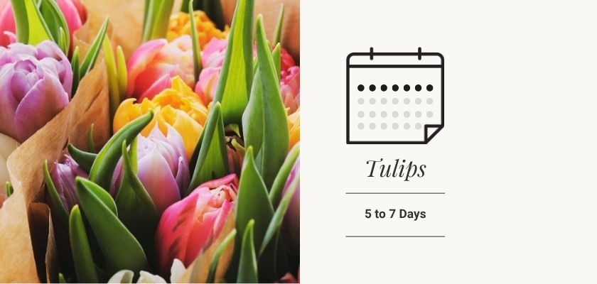 Vibrant tulips in various colors, showcasing a fresh bloom ideal for any occasion.