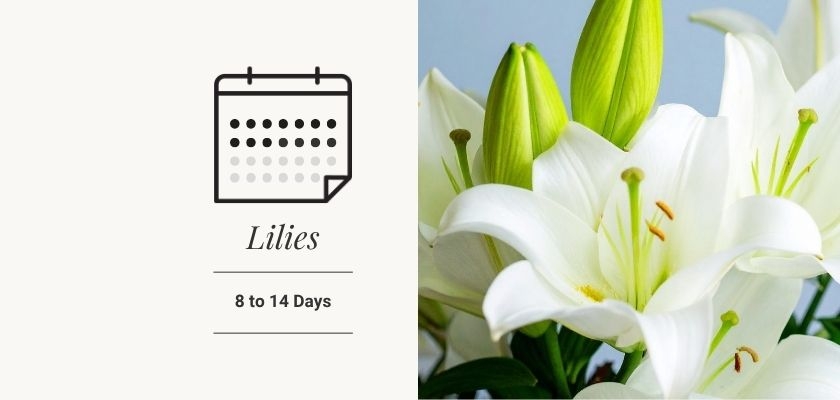 Elegant white lilies in a stunning floral arrangement, perfect for any occasion.