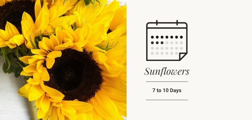 Bright yellow sunflowers with dark centers, perfect for cheerful arrangements and gifts.