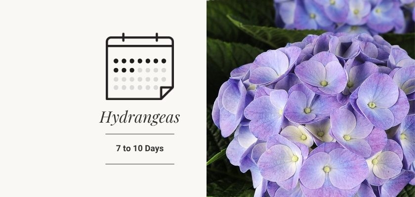 Hydrangeas in soft purple tones, perfect for gifting within 7 to 10 days.
