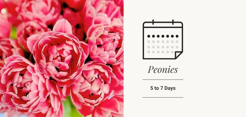 Vibrant pink peony flowers displayed alongside a calendar indicating their blooming duration of 5 to 7 days.