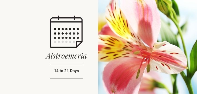 Delicate Alstroemeria flower featuring soft pink and yellow hues, symbolizing friendship.