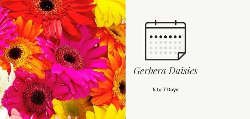 Vibrant gerbera daisies in various colors, lasting 5 to 7 days, perfect for any occasion.