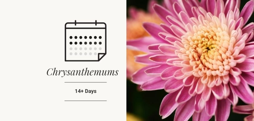 Vibrant pink chrysanthemum flower, symbolizing beauty, with a 14+ days lifespan.