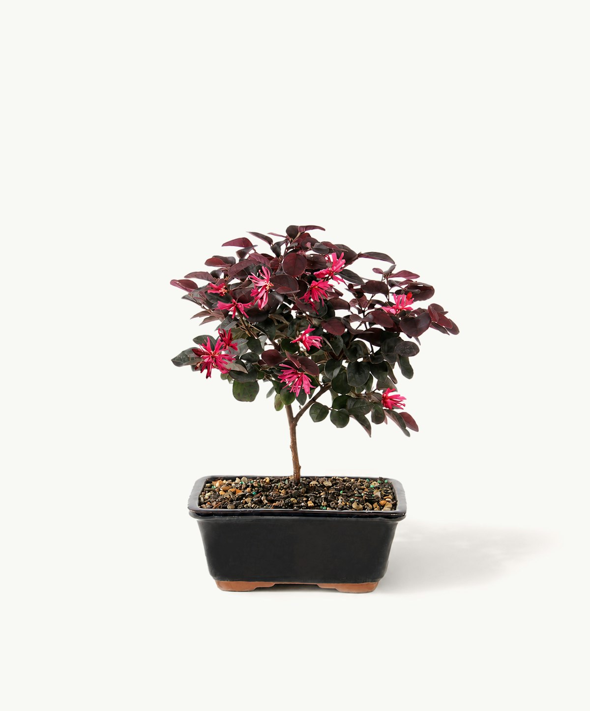 Pink Chinese Fringe Flower