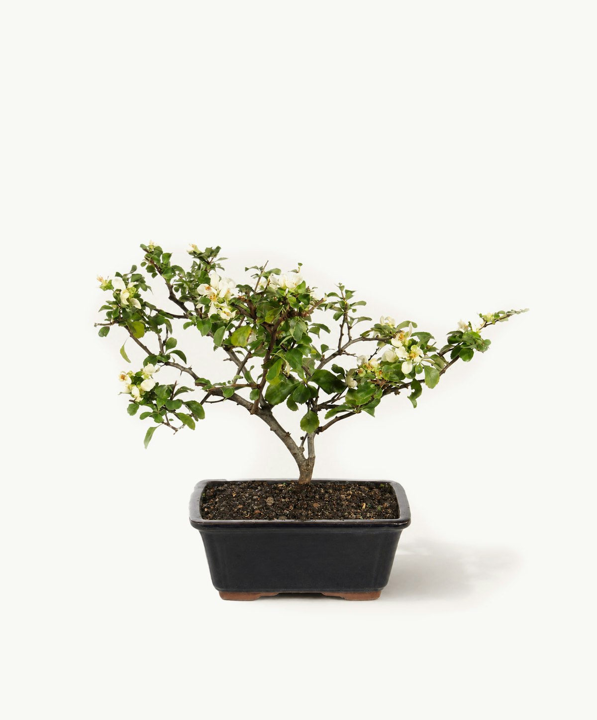 White Chojubai Quince: Flowering Bonsai Tree | Buy Now