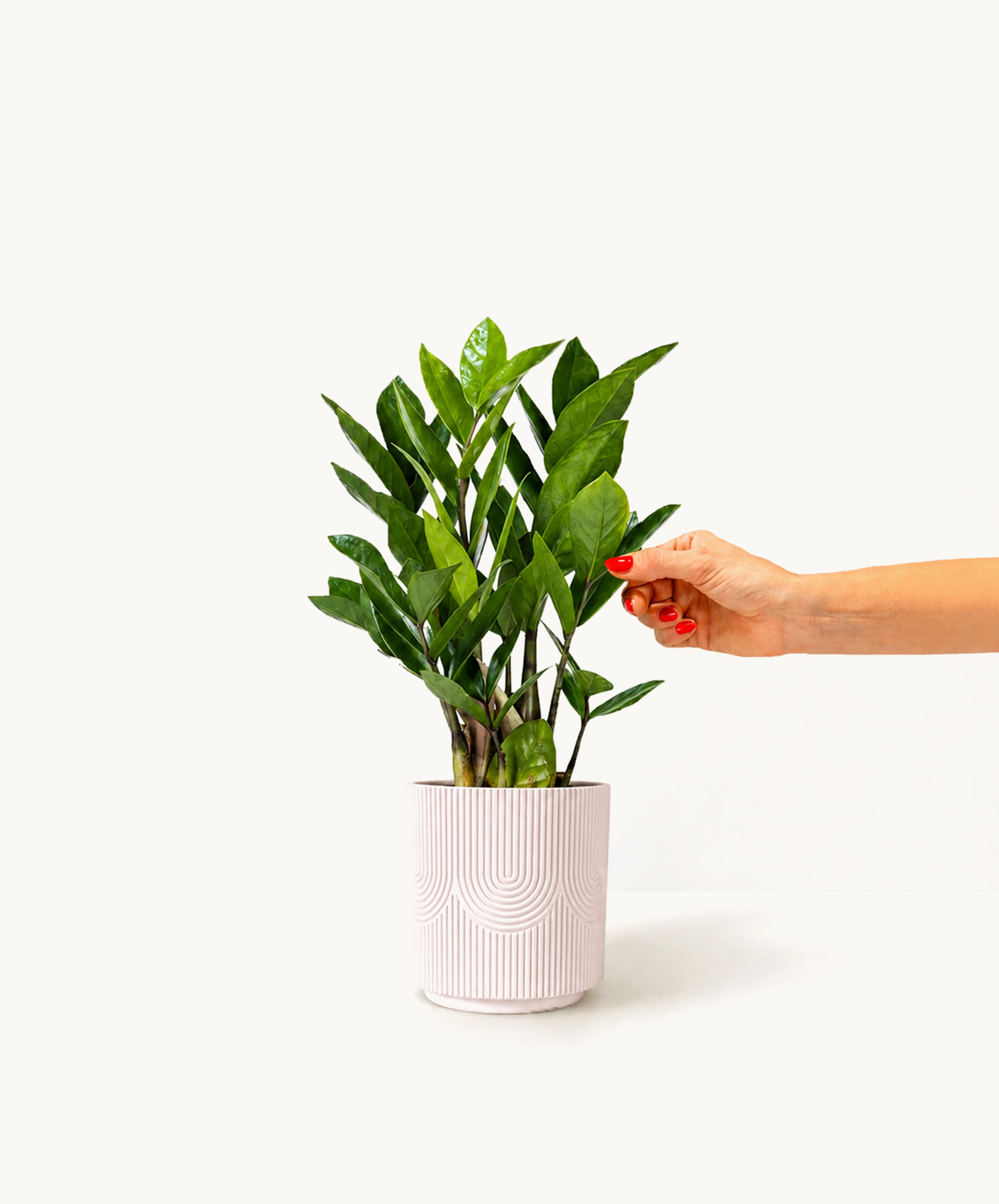 ZZ Plant | Low-Maintenance Modern Greenery | BloomsyBox