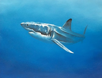 great white shark oil painting