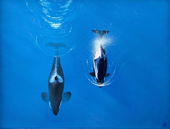 empty the tanks orca oil painting by stuart mcconaghy