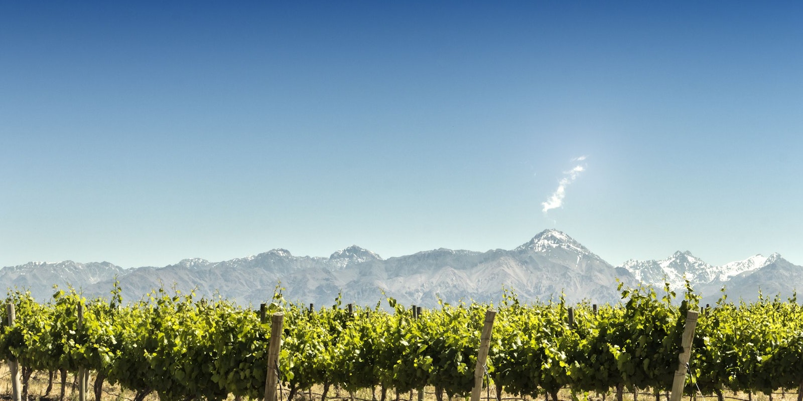 Vineyard With Mountains Background Royalty Free Image 1568313110