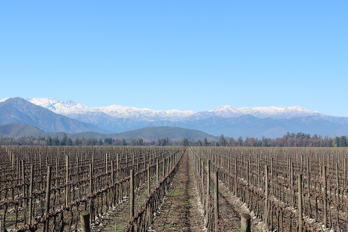 Vineyard growing in Chile
