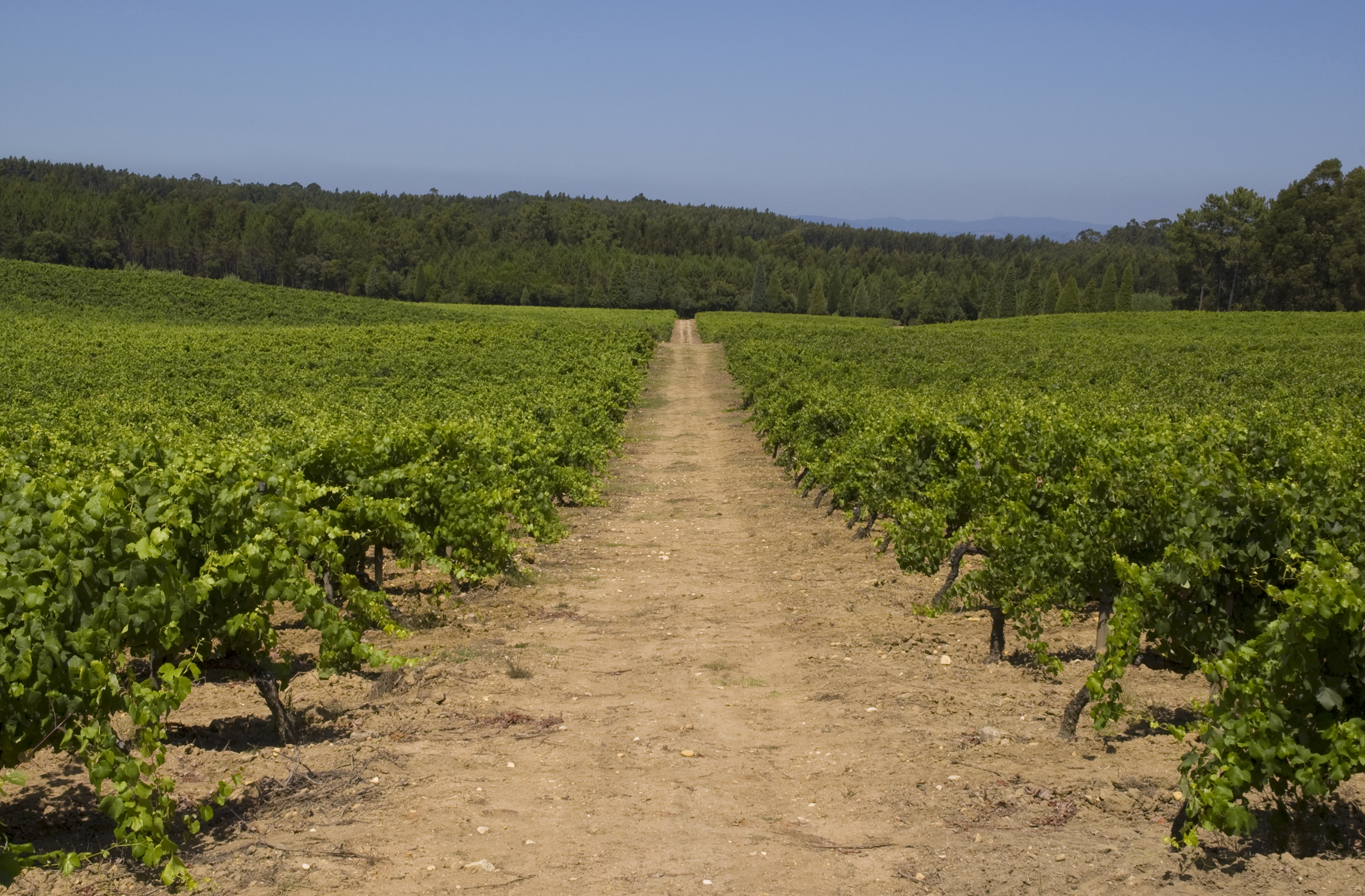 Vineyard growing in Portugal